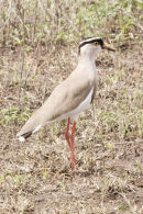 Crowned Plover